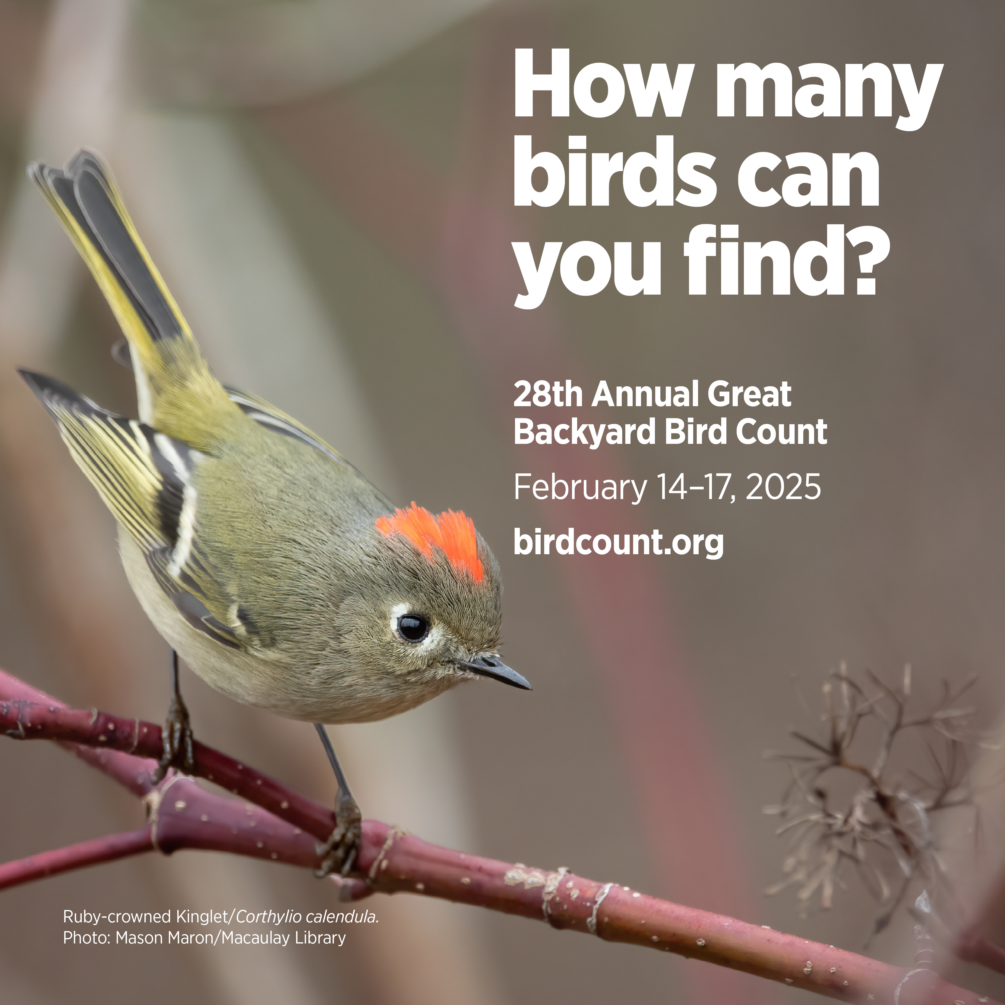 How many birds can you find? 28th Annual Great Backyard Bird Count February 14-17, 2025 birdcount.org